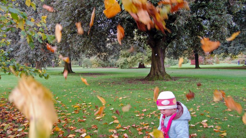Toddler in pale blue coat with white and pink beanie hat and pink scarf in a park with trees behind and leaves falling in front. Looks like Autumn from the colours and leaves on the flour