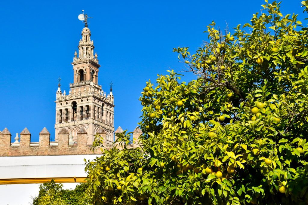Blue sky in background. Green trees with yellow coloured oranges sin the bottom left. Moorish style tower in the left.