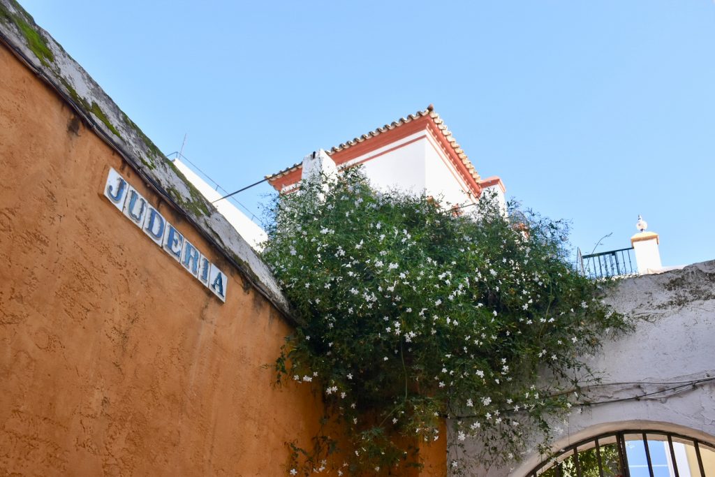 Image looking up to the pale blue sky from the ground. On the left is an ochre painted wall with the word Juderia in white tiles and blue letters. To the right is a white stone arch. In the middle a green plant with white jasmine flowers
