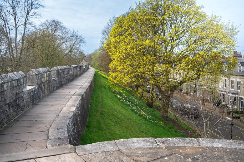 Photo of York City Walls in Spring with a blooming tree