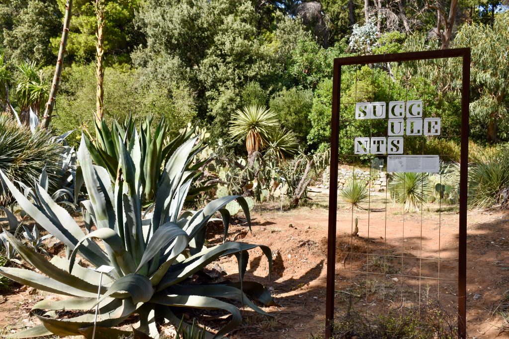 View of a cactus garden with trees in background. Large succulent plant bottom left and other cacti behind. A metal artwork sign to the right