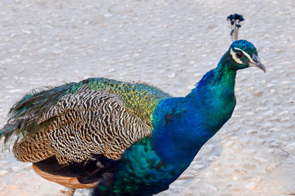 A peacock fills the frame. It is walking from the left to right of the photo. Pavement behind. Wonderful colours - blues, turquoises and green on its feathers