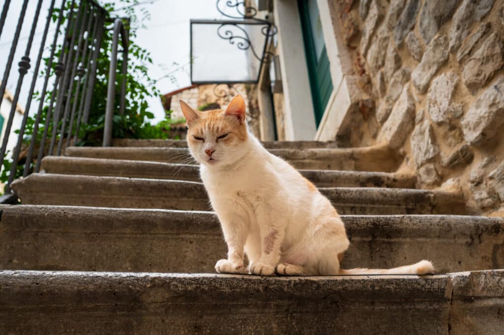 Cat at the Cat Garden Split Old Town
