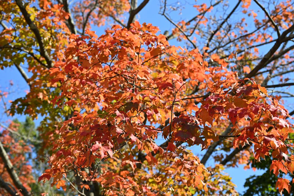 A close up of rust orange leaves in foreground. Branches and pale blue sky behind