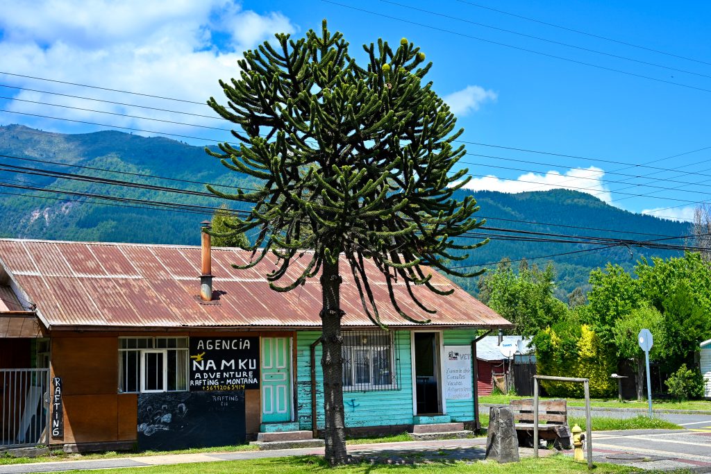 A tall monkey puzzle tree stands in the middle of the frame. Behind is a single storey building in front of hills and blue sky above. There is a sign on the building advertising Adventure tours.
