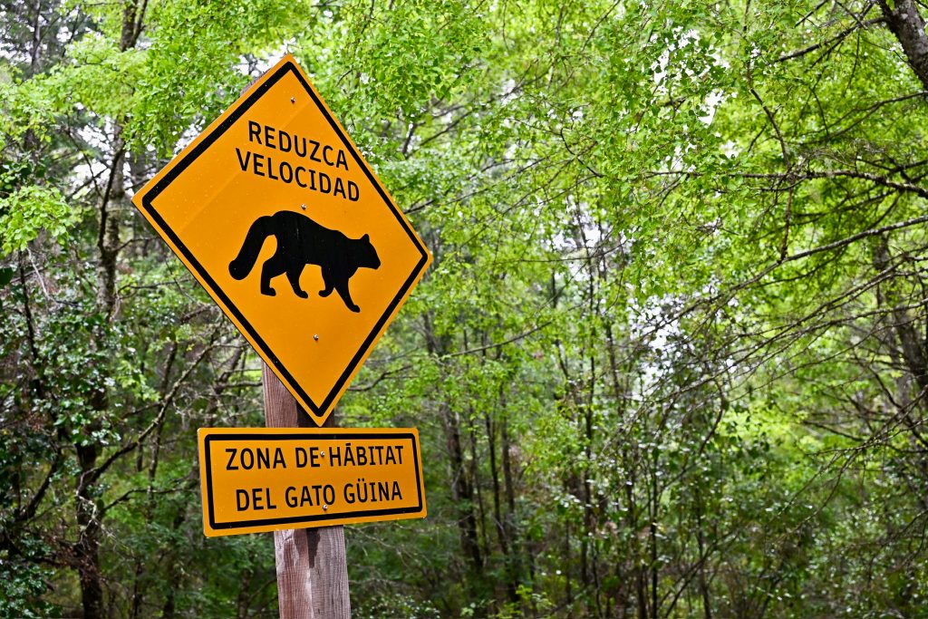 Trees with green leaves in the background. Yellow warning road sign to the left of centre - square on its side with black wild cat in the centre. it says "Reduzca Velocidad". Underneath on the wooden post it says "Zona de Habitat del Gato Guina" in back on yellow rectangle.