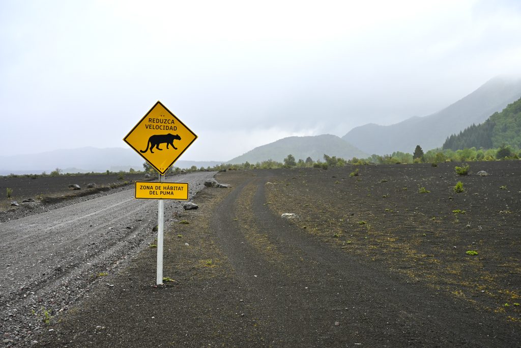Bottom half of the frame is filled with black volcanic soil. A gravel road leads to the horizon from the bottom left of the frame. A yellow signpost stands by the side of the road. It has a wild cat image and the words 'Reduce Velocidad'. Cloud above the horizon and the shadow of some hills to the right