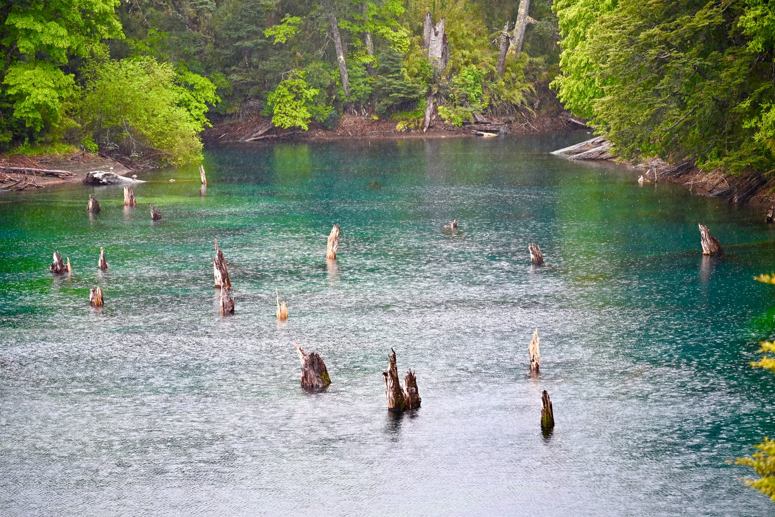 View across a green and turquoise lake towards a forest on the opposite bank. Tree trunks poke through the top of the water across the lake