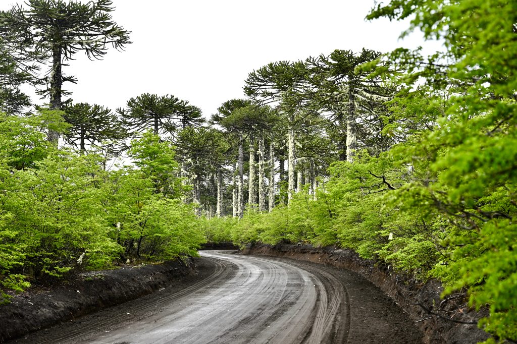 A muddy road leads into the frame from the bottom of the the photo. the road is surrounded by green shrubs with tall araucaria trees above. White cloudy sky above