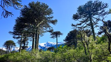 A forest of trees with tall trunks and branches sticking out like an umbrella across the frame with snow-covered mountains behind with blue sky above