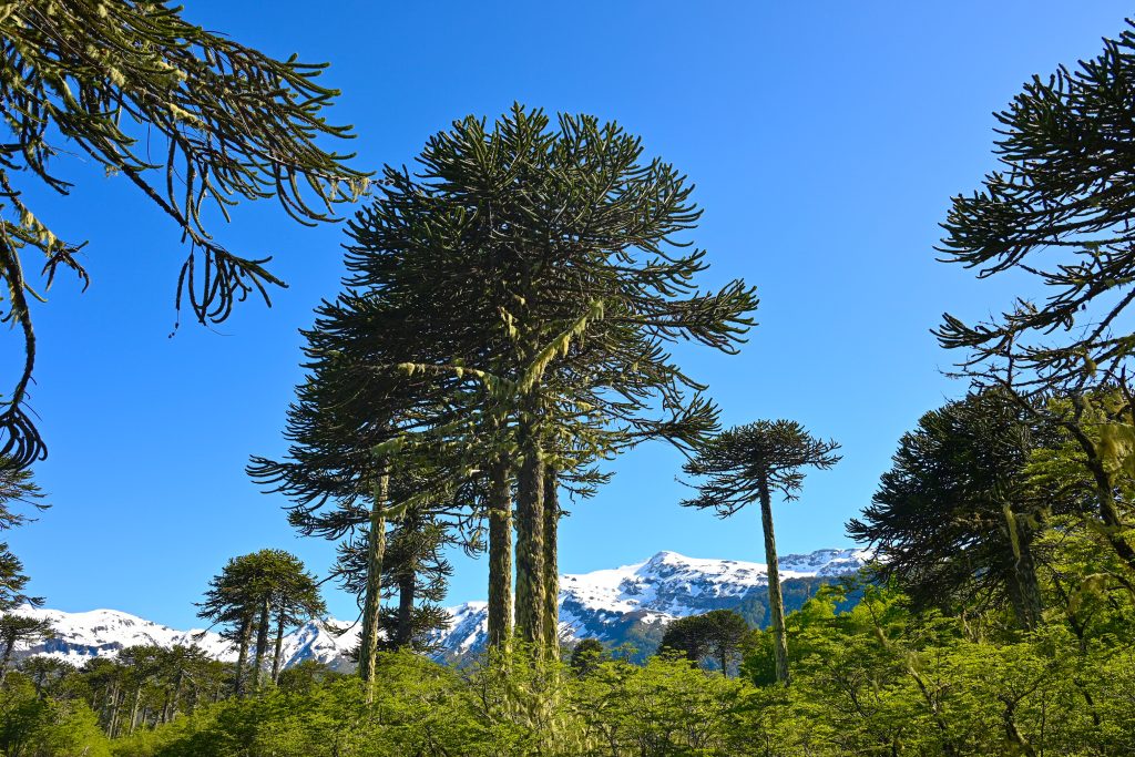 A forest of trees with tall trunks and branches sticking out like an umbrella across the frame with snow-covered mountains behind with blue sky above