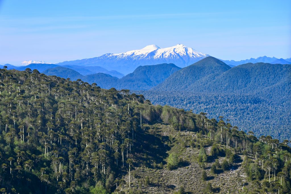 Landscape view looking down on a tree covered hill across the bottom third of the frame (higher on the left). Beyong is a tree covered valley with tall snow covered mountain or volcano in the distance. Pale blue sky