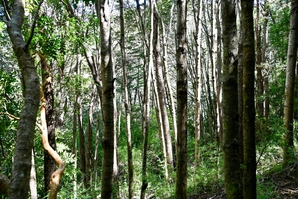 A wall of thin trunked trees runs across the frame with some foliage at the bottom and on the trunks