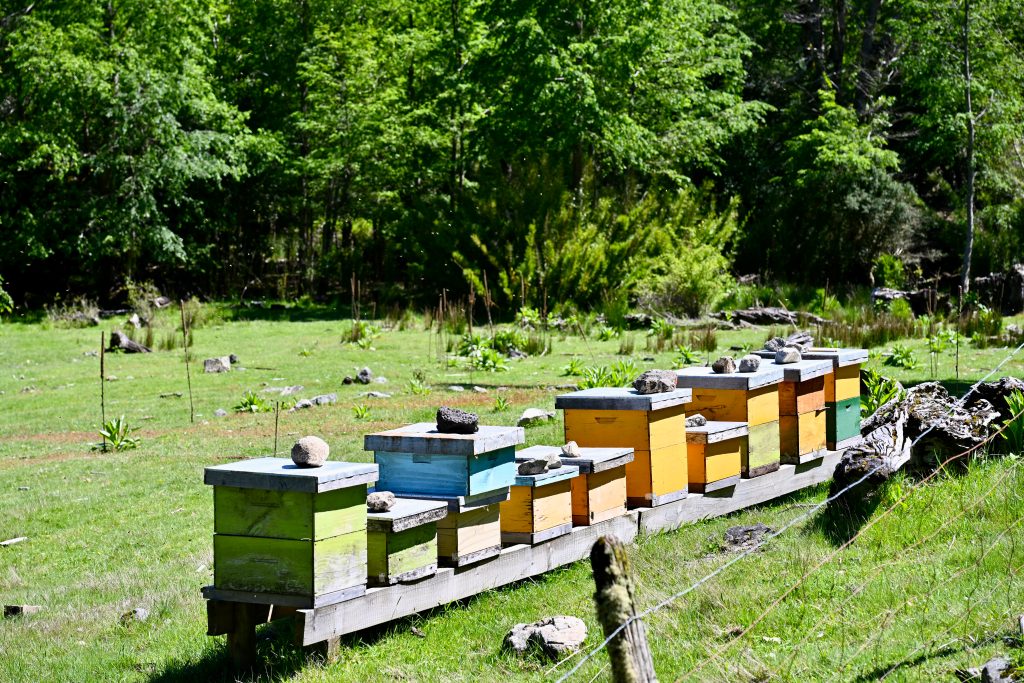 A green lawn fils the bottom half of the frame, forest trees above. A row of square wooden bee hives sits diagonally across the bottom left cover. They are multicoloured - green, blue, orange, yellow and have stones on their roofs