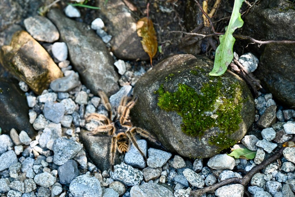 Looking down on a stony floor. There is a tarantula sitting next to a large stone covered in moss