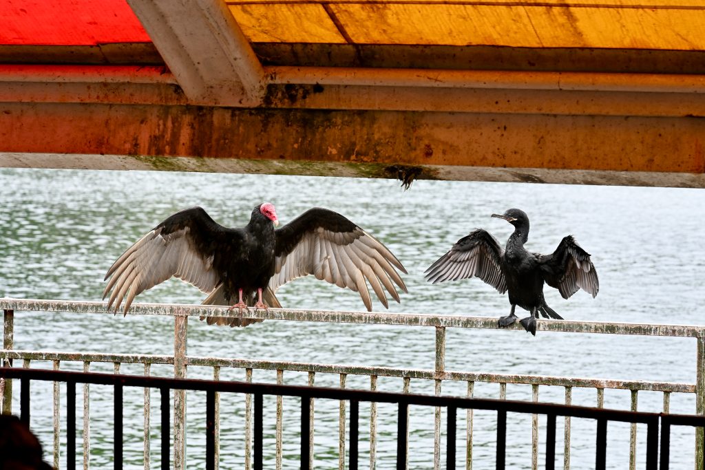 Two birds sit with wings outstretched on iron railings under a metal awning. River behind them. The bird on the left is a vulture with a red face and back body, white wing feathers. The bird on the right is a black river bird