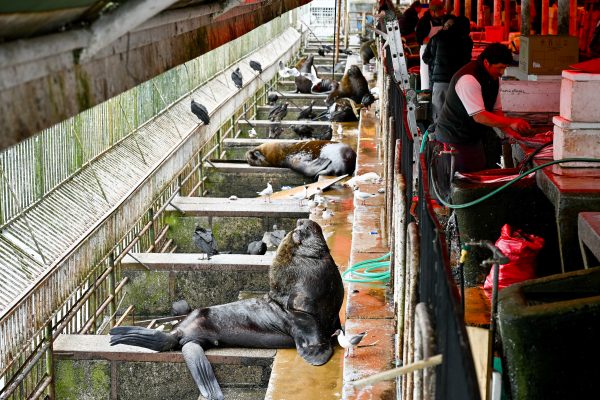 View down and along the back of an outdoor market. To the right is a row of market sellers preparing their good. To the left is a row of sea lions and birds waiting for foodscraps. Iron railings to the very left hand side