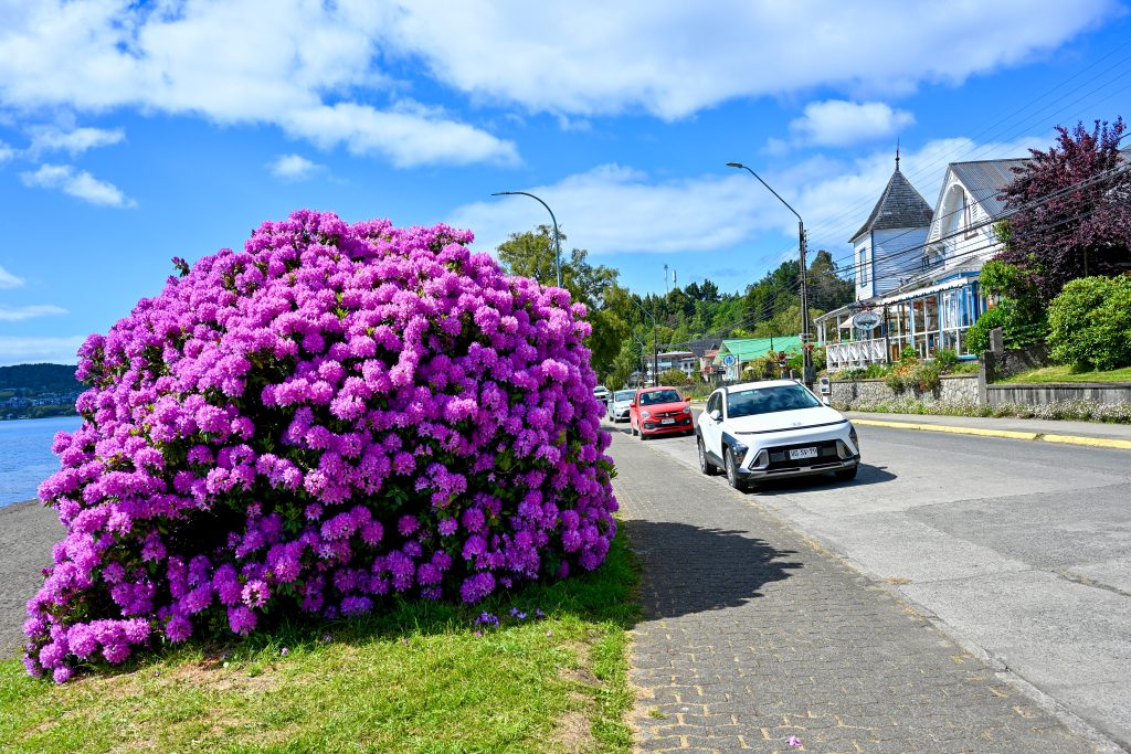 A large bush of brightly coloured purple flowers sits to the left of a road. Cars parked on the road, Whit building and lamppost to the right. Blue sky above