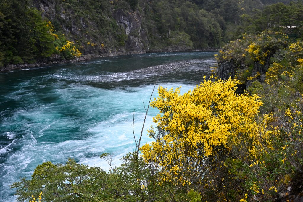 Bright yellow gorse to the right bottom of the frame. Black soil behind and an icy blue river running across the middle of the frame. Green trees above