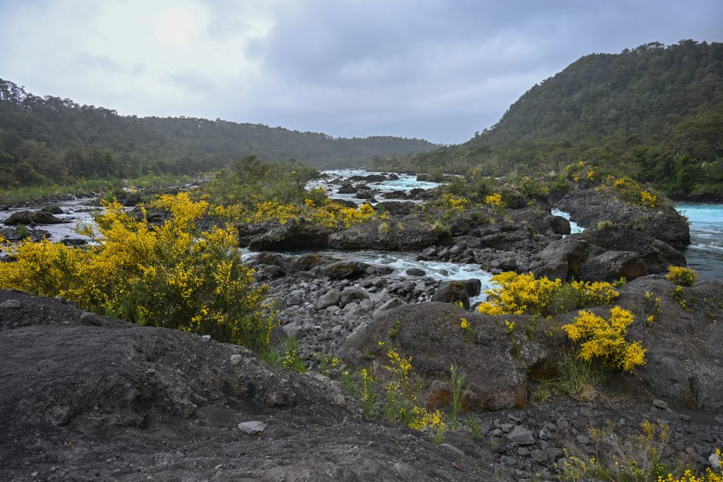 Looking across black volcanic rocks towards an icy blue river weaving its way between black rocks. There are scatterings of yellow gorse around the rocks. Tree lined hills and grey sky above