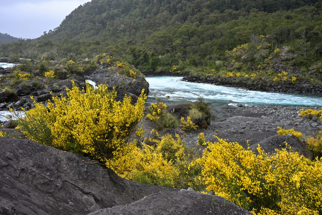 Black rocks to the bottom left leading down to a river weaving between black rocks from the middle left to middle right of the shot. In the bottom left is a line of bright yellow gorse. Green hills in the background. Grey sky above