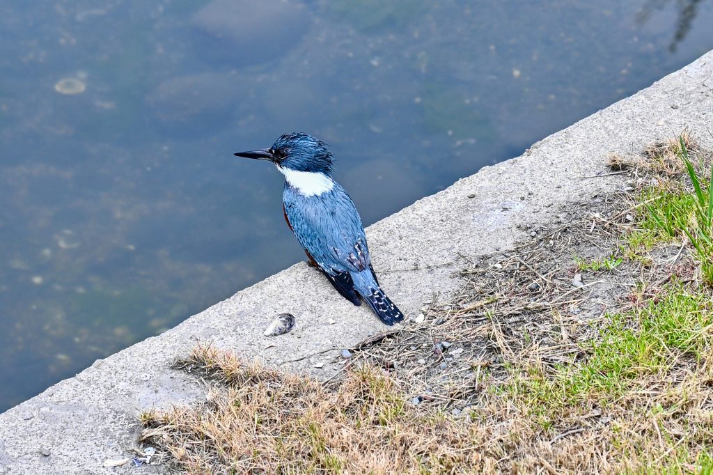 A blue kingfisher (blue with white neck) sits on a concrete ledge overlooking water. It is looking to its left. Grass bottom right