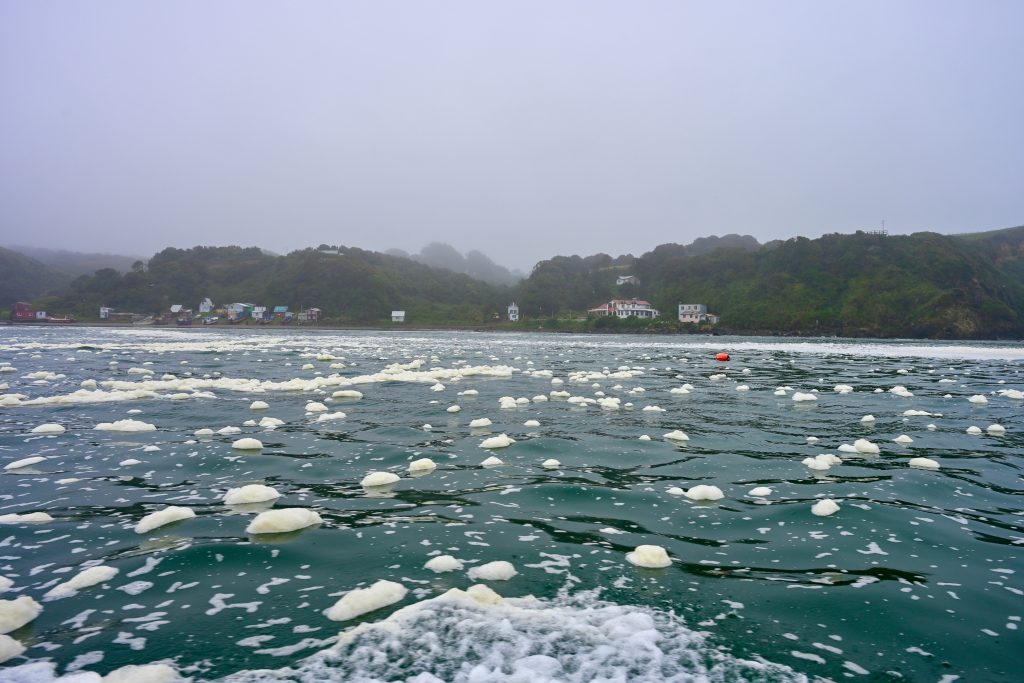 View over the water from a boat towards a tree lined coast with grey misty sky, The water is covered in patches of flotsam and jetsam