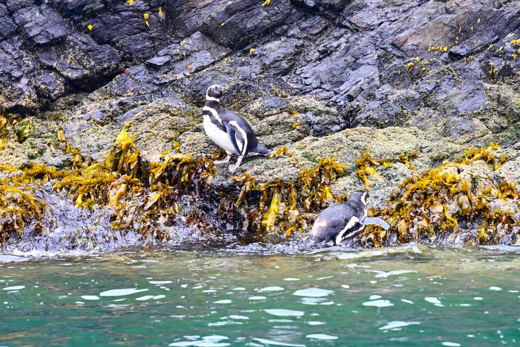 Two penguins getting out of turquoise water onto moss and seaweed on black rocks