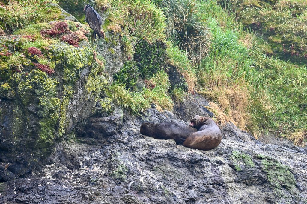 Two sea lions sit on black volcanic rocks below green grass on a hill. The sea lion on the right is turning round to look at the camera