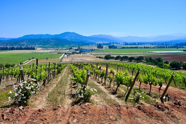 View from on top of a hill looking down rows of vines towards a flat valley of fields with mountains on the horizon. Blue sky above
