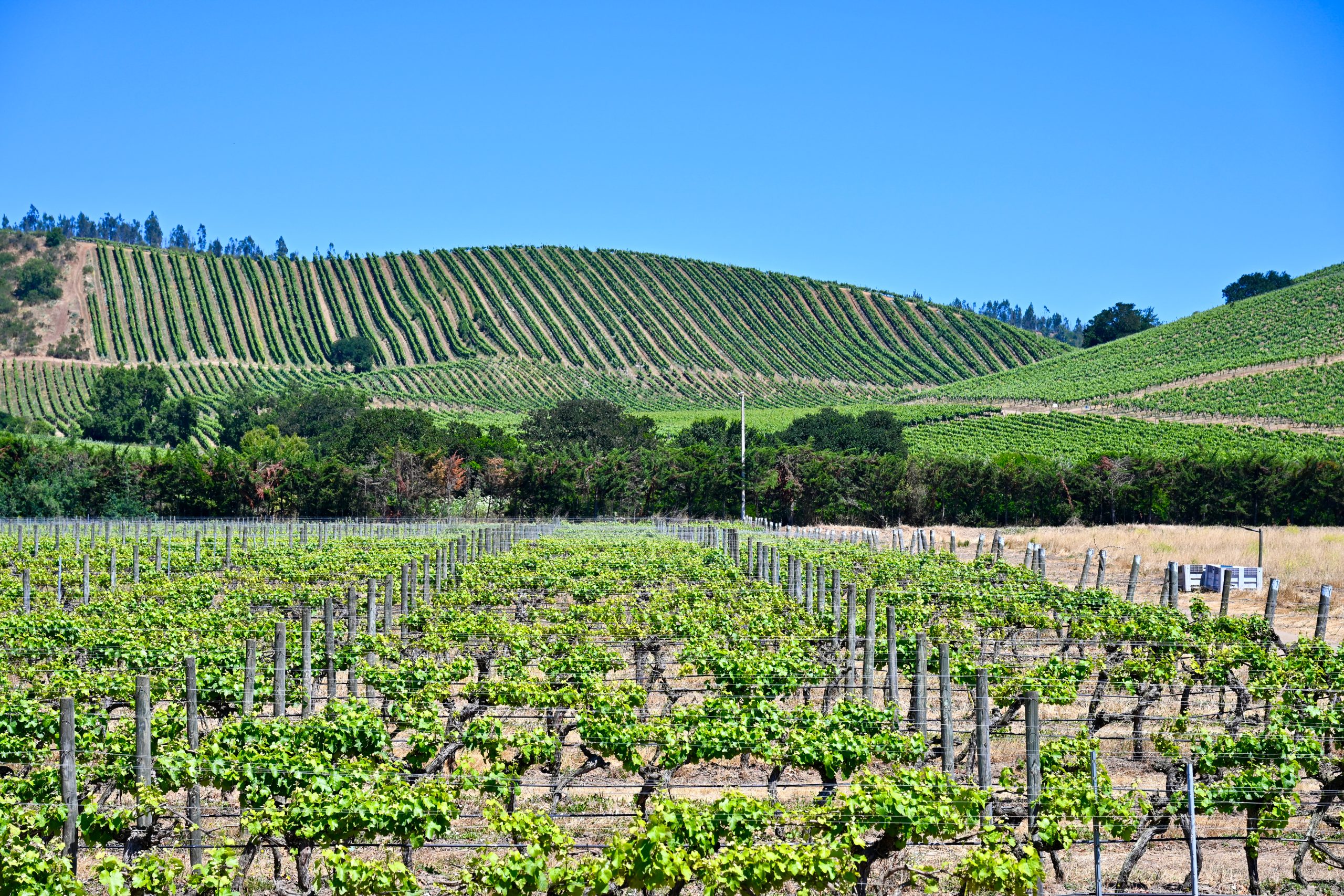 Looking over rows of wines across the bottom of the frame. Above which there are rows of vines covering the hills. Blue sky above