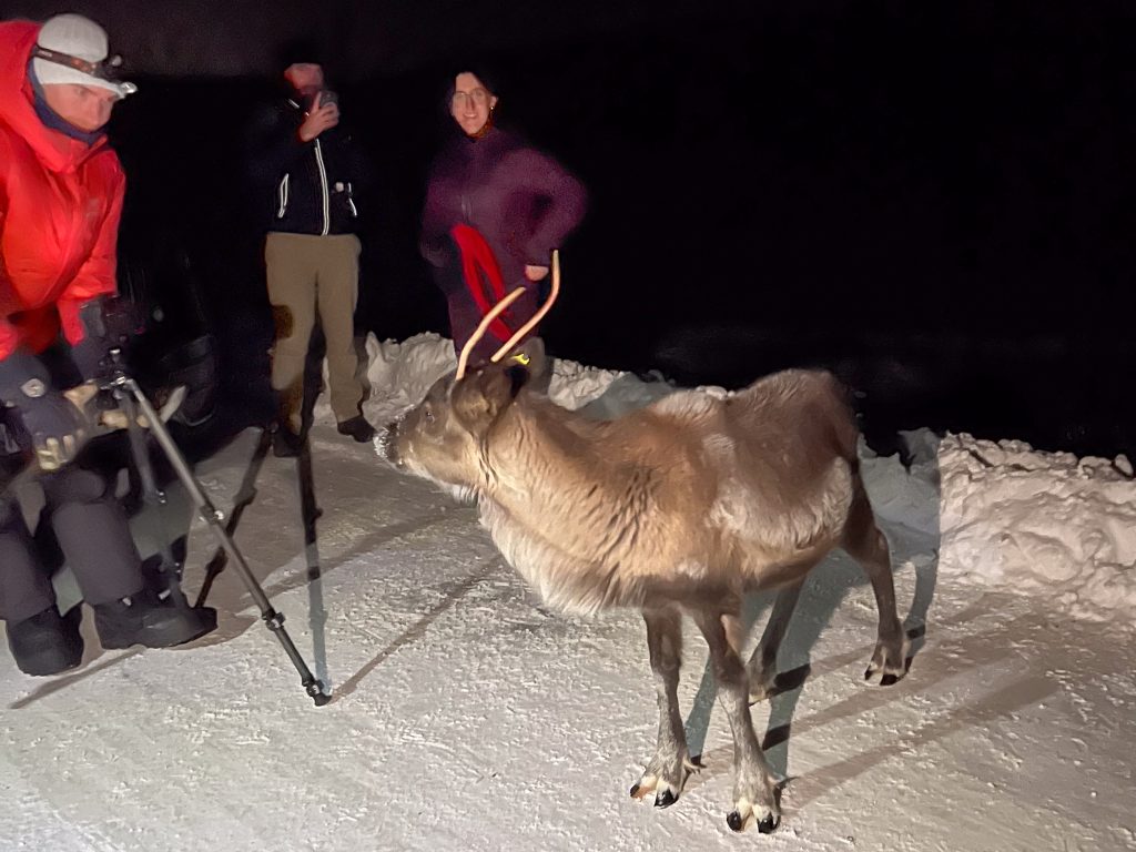 Night seen. A reindeer fills the bottom right of the shot. It is looking towards 3 people on the left, one of who is taking a photo of the reindeer on camera on tripod. Snow on the ground