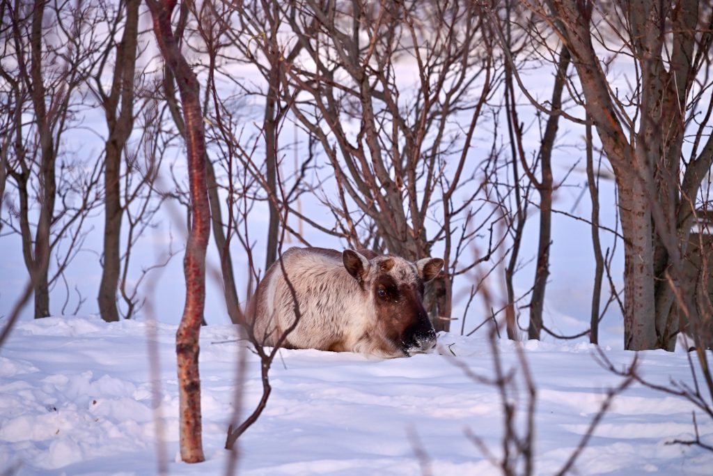 View through leafless trees in winter to a reindeer sitting on the ground and looking towards the camera. Snow on the ground