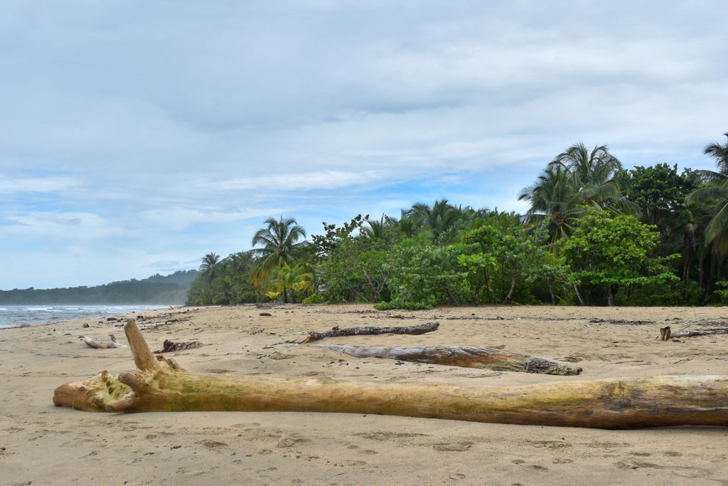 View across a sandy beach towards a row of tropical green palm trees. Logs across the front. Cloudy blue sky above