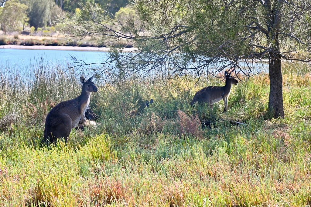 View of 3 kangaroos in the grass - 2 more visible than the other. Both looking to their right. Lake and trees behind.