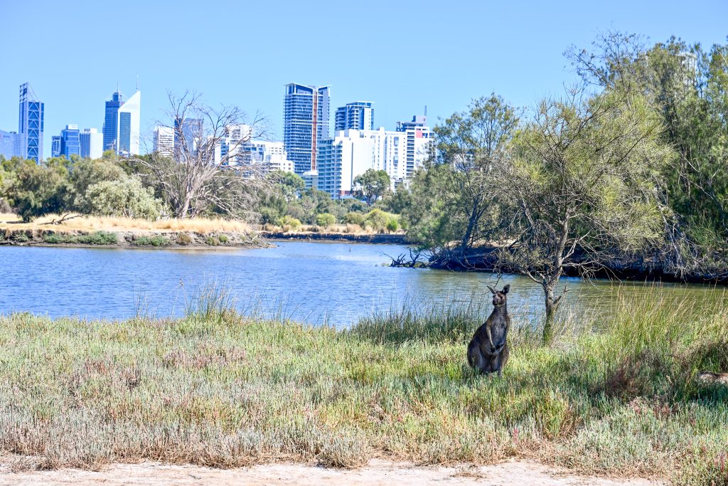View of a kangaroo sitting to right hand side of bottom of photo on grass. Lake behind. Cityscape on the horizon
