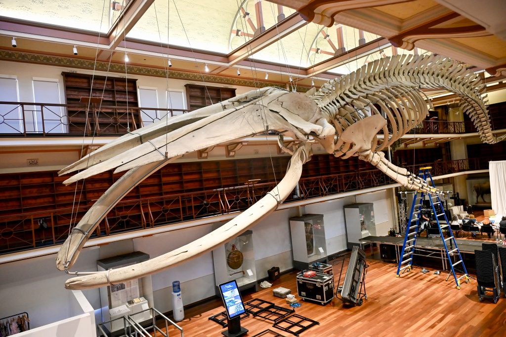 A large skeleton of a whale is hundreds of from the ceiling of a large hall