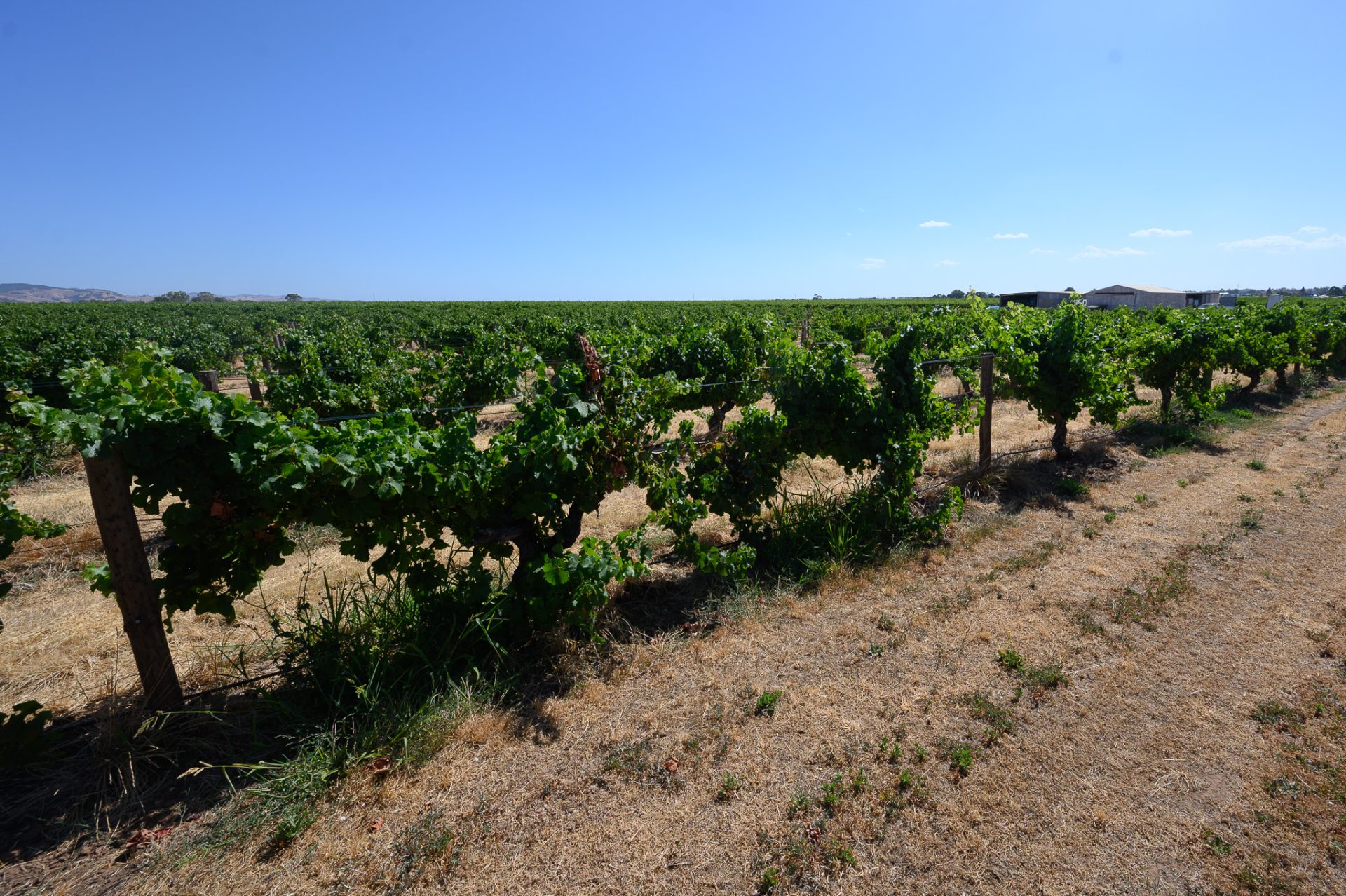 Barossa Wine Valley South Australia