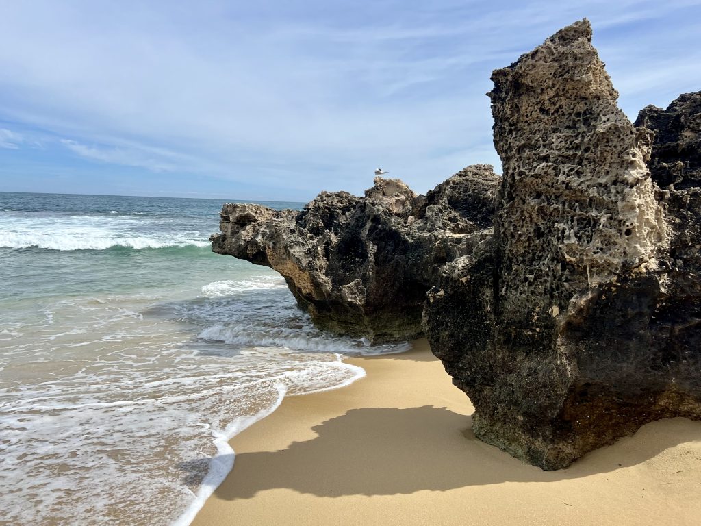 Veiw of a golden beach to the right, turquoise sea to the left. A row of dark petrified trees lines the beach