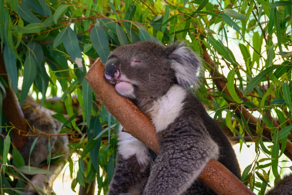Koala Sleeping At Caversham Wildlife Park