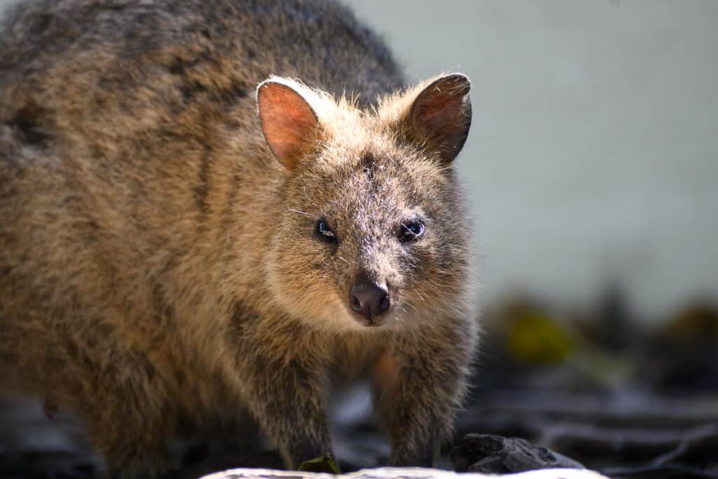 Quokka on Rottnest Island Without Bike