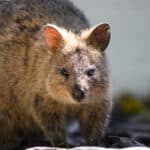 Quokka on Rottnest Island Without Bike