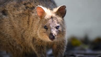 Quokka on Rottnest Island Without Bike