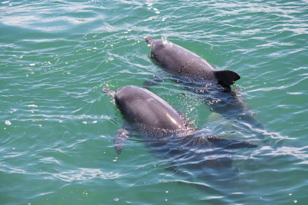 Day trip from Perth Mandurah dolphins