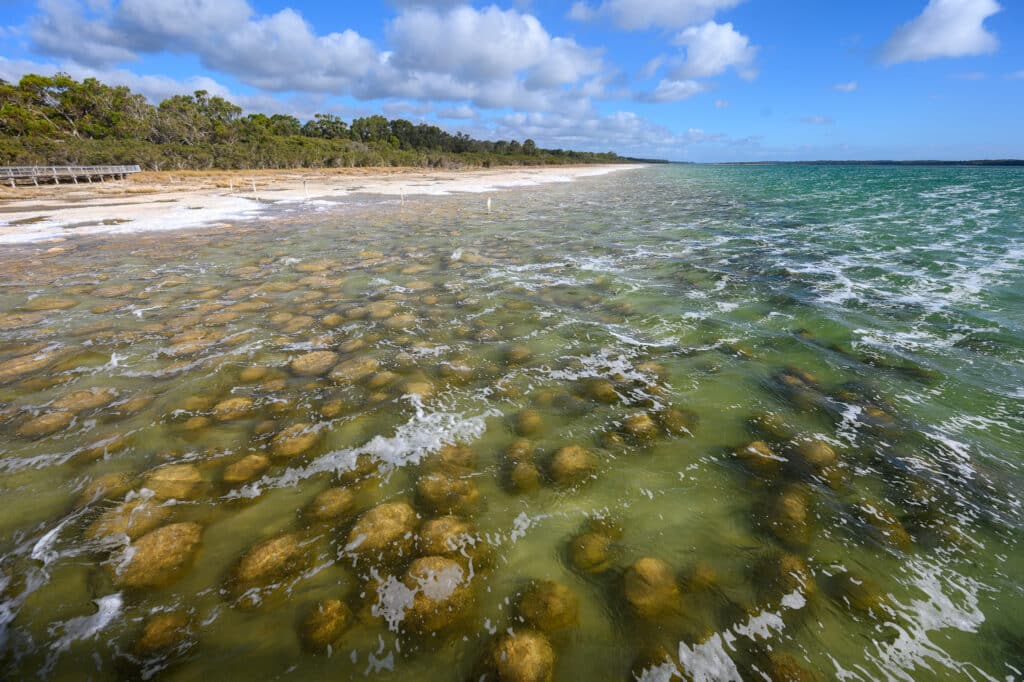 Day trip from Perth Thrombolites Lake Clifton