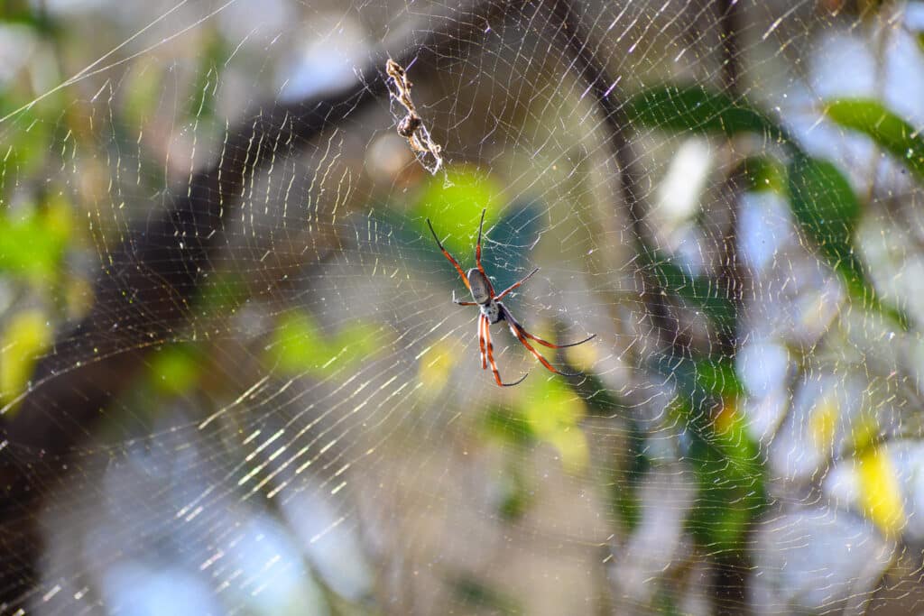Day trip from Perth Lake Clifton Australian Golden Orb Weaver