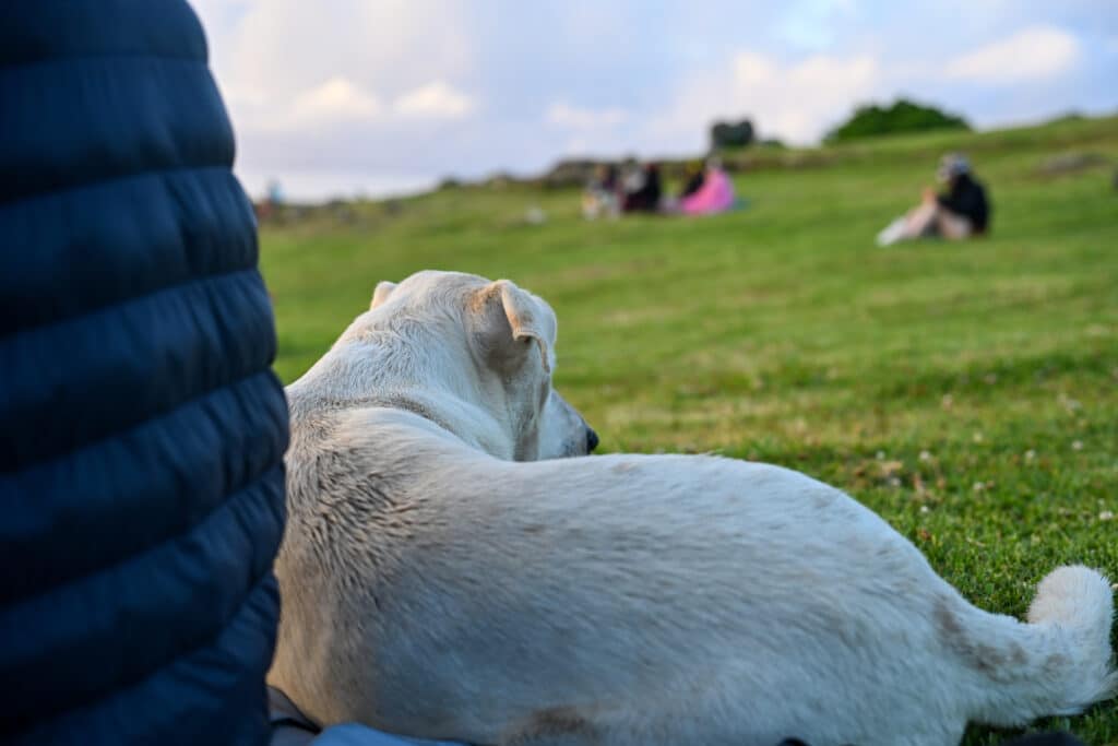 View of the back of a white dog facing up a grassy hillside. The dog is cuddled up against the back of a figure in navy. He is looking towards groups of people sitting on the grass (they are out of focus)