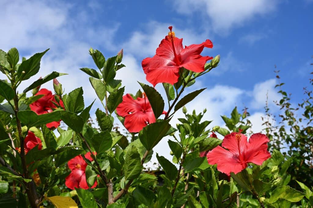 Looking up at a groups of 4 large red tropical flowers and green foliage against a blue sky with patchy white cloud