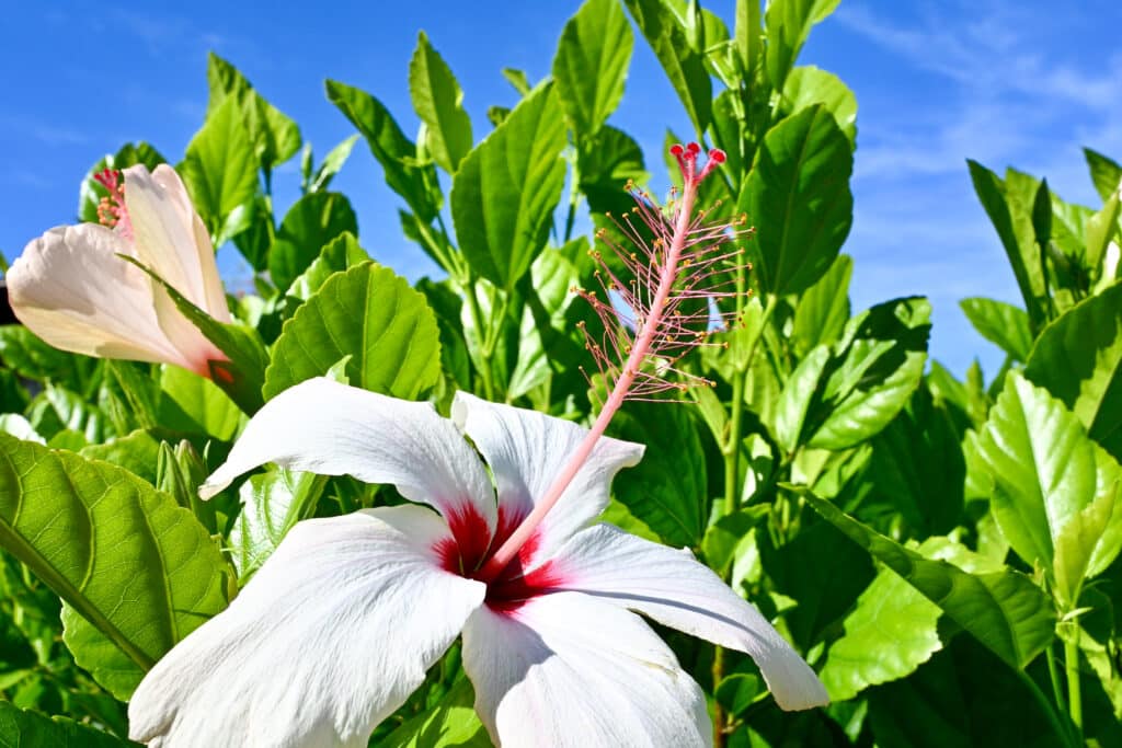 Close up of a white tropical flower with red centre and pink stamen. Green leaves and a blue sky before