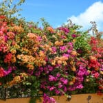A wall of brightly coloured tropical flowers runs across the frame with a strip of pale blue sky above to the right. The flowers are pink, orange and red with green leave.